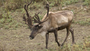 Woodland Caribou. Photo courtesy Government of Saskatchewan